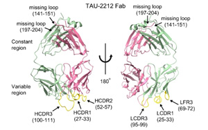 真的有可以中和所有已知COVID-19毒株的抗體？