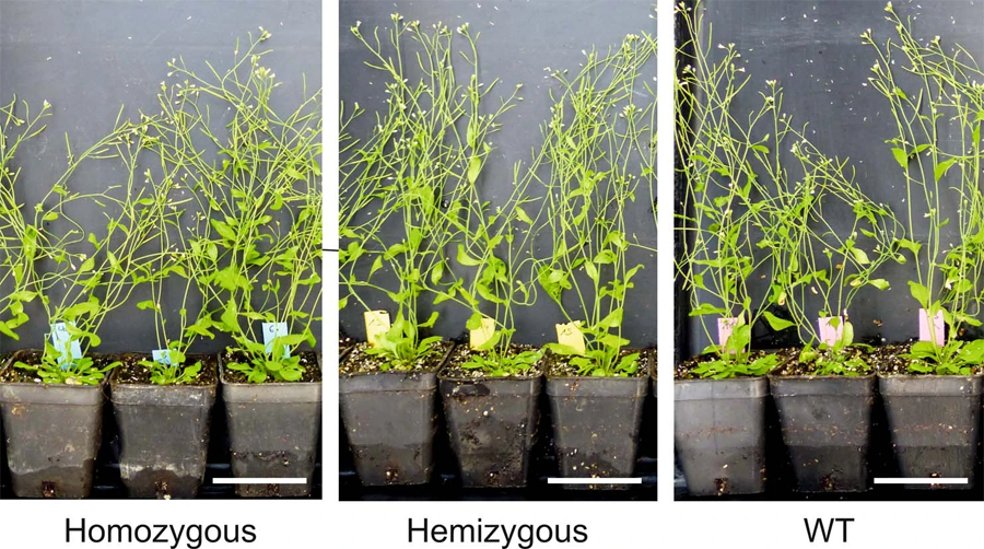純合、半合和野生植物的表型分析