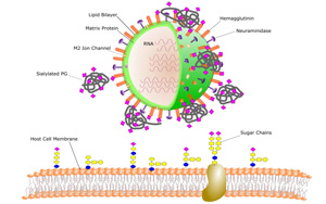 《PNAS》我們?yōu)槭裁纯偪释疤妓?？人體微生物以植物糖為食