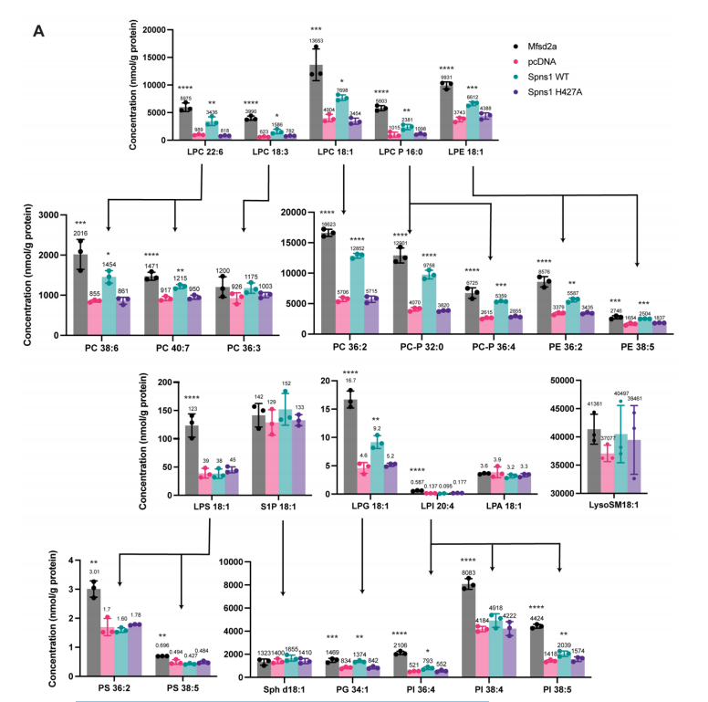大量轉(zhuǎn)運(yùn)分析揭示了Spns1的配體特異性