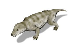 PNAS：所有哺乳動物共同祖先的基因組