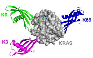 Nature子刊：鎖定“不可成藥靶點”，攻克臭名昭著的癌基因
