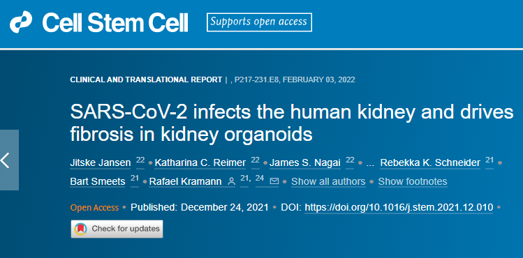 研究發(fā)現(xiàn)新冠病毒可以直接感染腎細胞誘導細胞損傷并隨后發(fā)生纖維化 研究發(fā)現(xiàn)新冠病毒可以直接感染腎細胞誘導細胞損傷并隨后發(fā)生纖維化