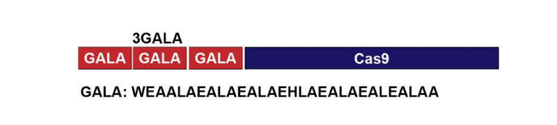 基因工程Cas9蛋白GALA內(nèi)切酶N-端肽結(jié)合的方案設(shè)計 基因工程Cas9蛋白GALA內(nèi)切酶N-端肽結(jié)合的方案設(shè)計
