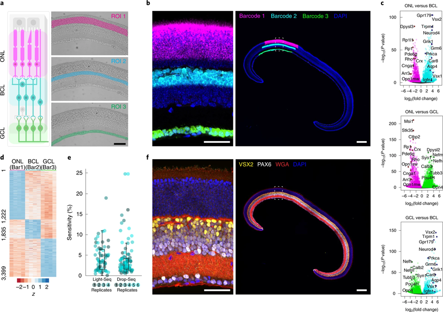 Light Seq技術(shù)應(yīng)用于小鼠冷凍視網(wǎng)膜固定區(qū)域的三個主要視網(wǎng)膜層的空間條碼編碼