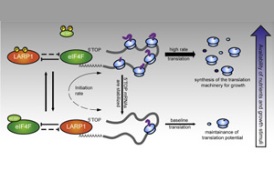 誰(shuí)是蛋白質(zhì)生產(chǎn)的“指揮官”？