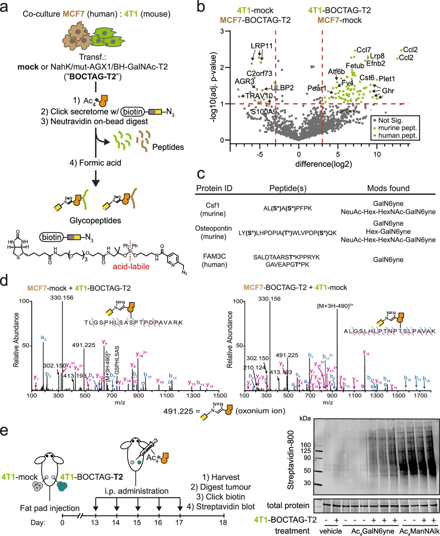 BOCTAG在共培養(yǎng)和體內(nèi)憑細(xì)胞特異性標(biāo)記糖蛋白