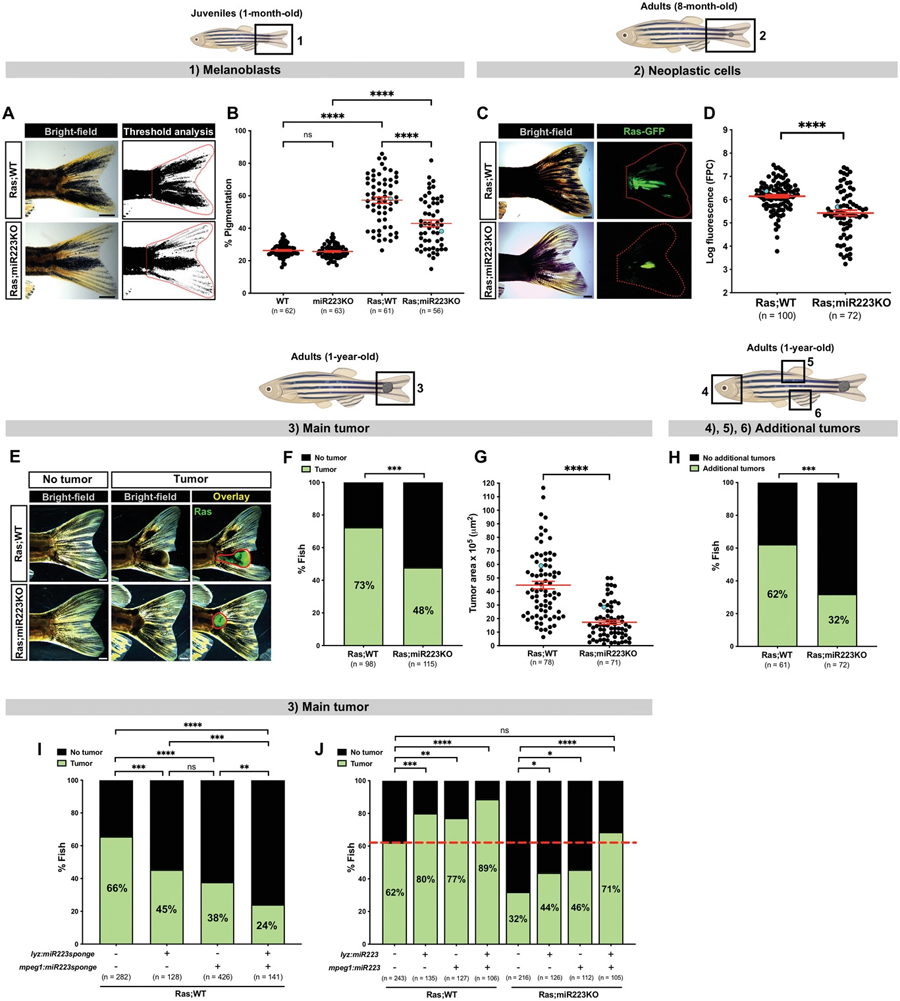 miR223抑制延緩斑馬魚的癌癥進(jìn)展 miR223抑制延緩斑馬魚的癌癥進(jìn)展體
