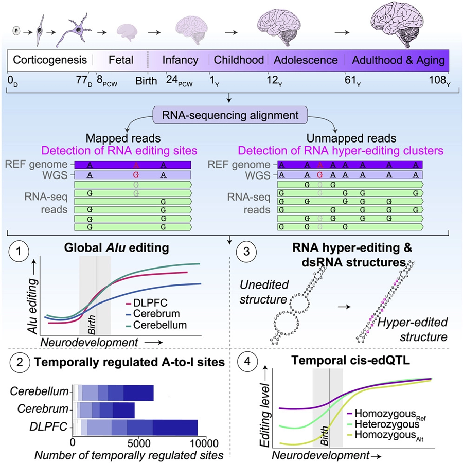 Alu編輯活動受到嚴(yán)格調(diào)控，并在整個(gè)神經(jīng)發(fā)育過程中增加