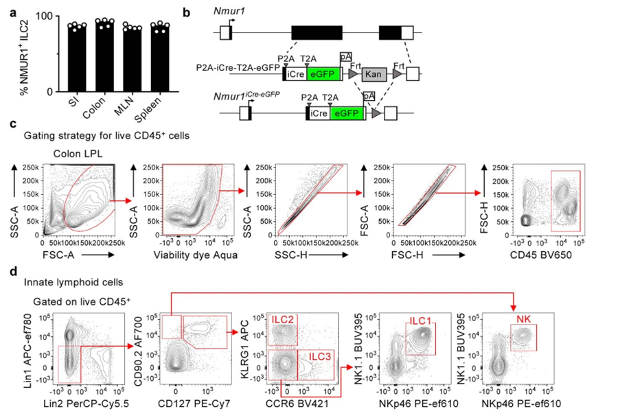 NMUR1 eGFP在淋巴組織和非淋巴組織中高度表達(dá)并富含ILC2s NMUR1 eGFP在淋巴組織和非淋巴組織中高度表達(dá)并富含ILC2s