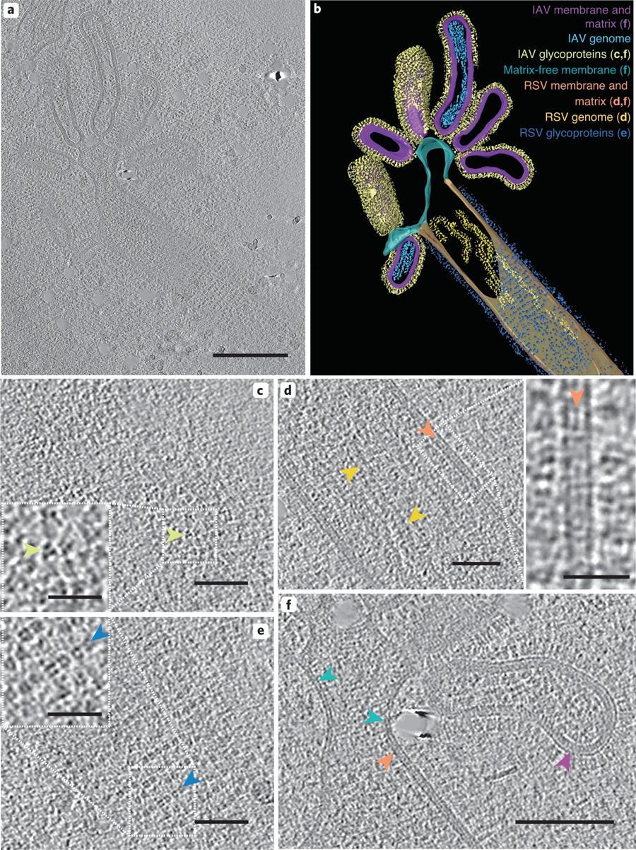 混合病毒顆粒包含IAV和RSV樣結(jié)構區(qū)域
