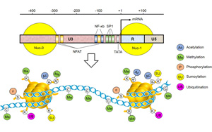 Nature Microbiology：艾滋病毒是如何潛行躲避藥物和免疫逃逸的
