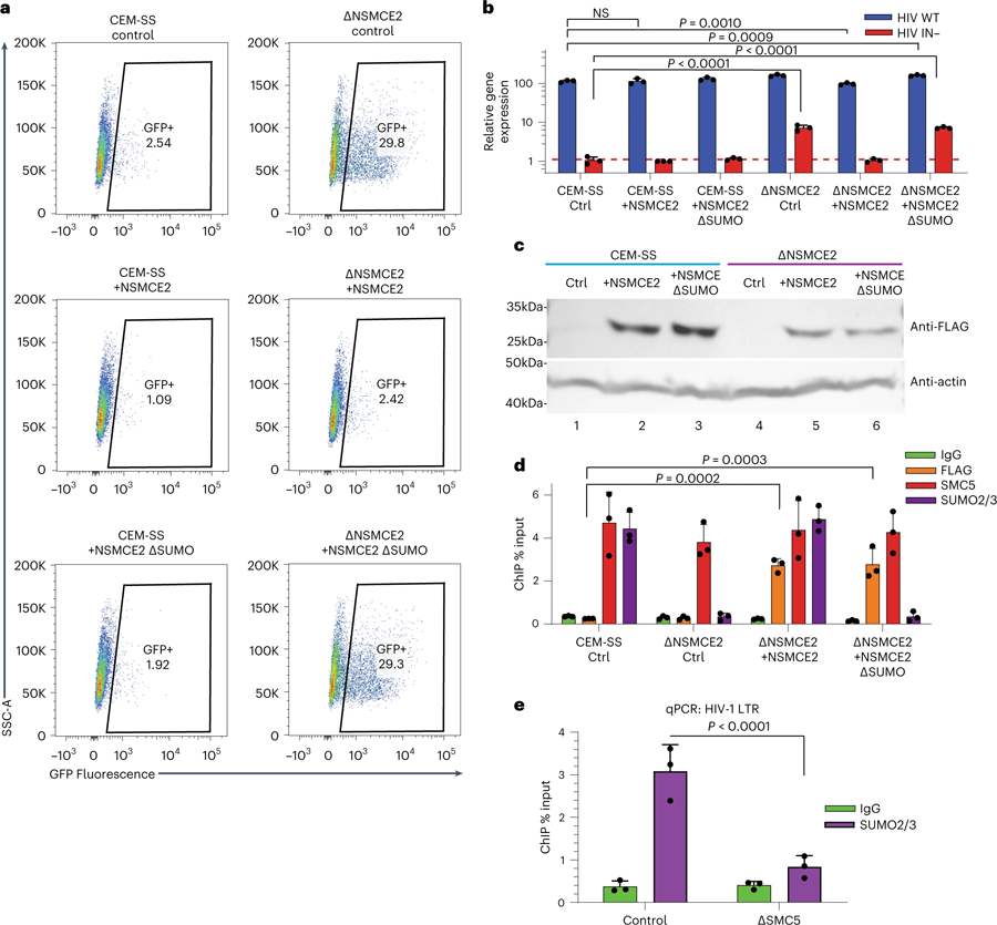 通過NSMCE2對染色質(zhì)化潛伏HIV-1 DNA進行SUMO修飾