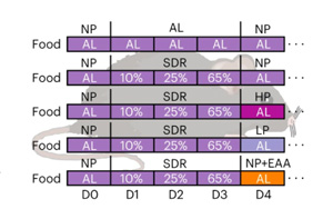 Nature Metabolism：為什么節(jié)食后脂肪會(huì)增加，高蛋白質(zhì)是如何幫助減肥的