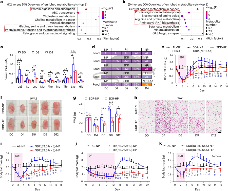 重新進行高蛋白飲食可以有效抑制因節(jié)食引起的脂肪物質流失