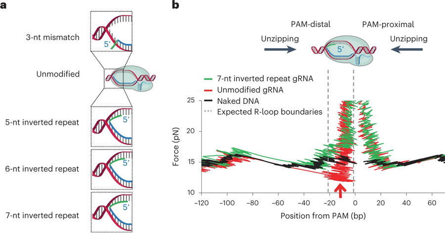 結(jié)合dCas復(fù)合物的轉(zhuǎn)錄讀取的定量測定