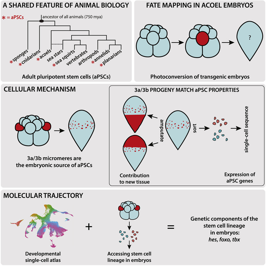 新生代細胞形成的分子軌跡