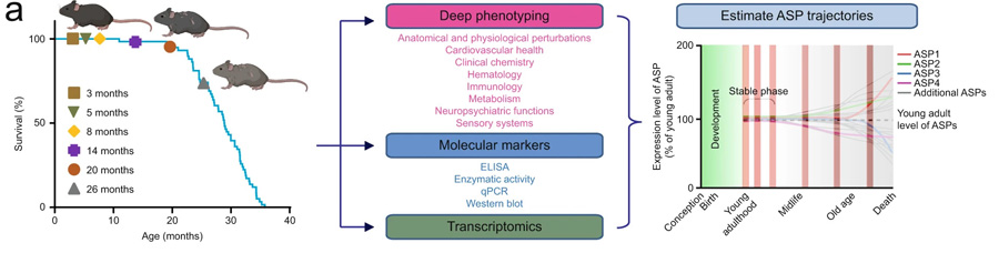 衰老能在多大程度上減緩小鼠的衰老