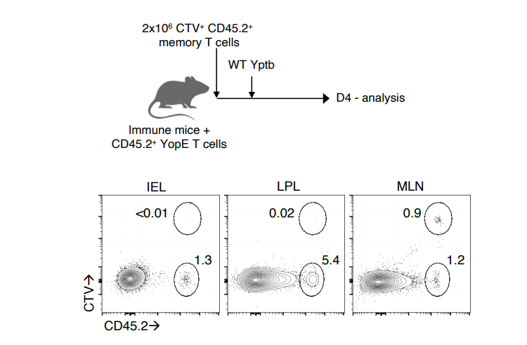 在二次感染期間不會發(fā)生記憶T細胞在腸道中的非特異性募集