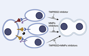 研究人員發(fā)現(xiàn)了導(dǎo)致COVID-19的病毒進(jìn)入細(xì)胞的新途徑