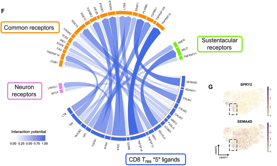  新冠肺炎急性后遺癥嗅覺(jué)粘膜下丘樣品中富集了特定的T細(xì)胞亞群