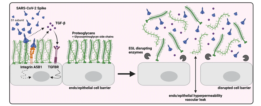 SARS-CoV-2 S觸發(fā)TGF-β的產生，TGF-β信號傳導是S介導的屏障功能障礙所必需的