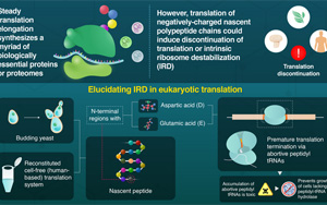 翻譯中迷失：“危險的”氨基酸如何中止蛋白質合成的延伸