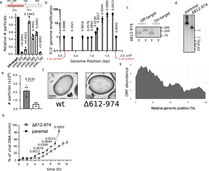 潘多拉病毒基因組保留了其較小祖先的痕跡