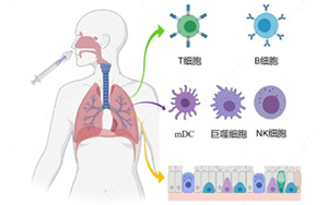 nature 子刊 | 鼻噴疫苗可顯著增強黏膜免疫，構建新冠防護第一線