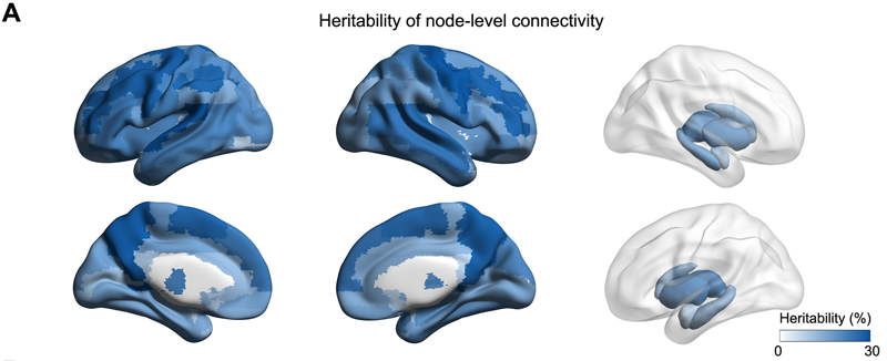 90個(gè)節(jié)點(diǎn)的連接顯示出遺傳力顯著基于SNP