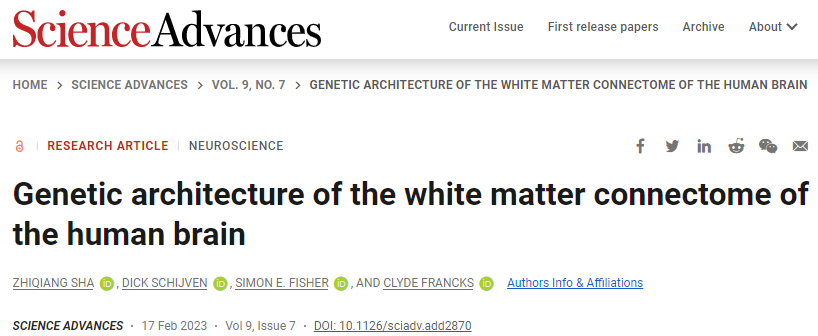 人類(lèi)大腦白質(zhì)的結(jié)構(gòu)差異可能與導(dǎo)致某些行為特征和大腦疾病的遺傳變異有關(guān)