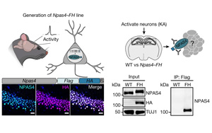 大腦越用越“廢”？Nature發(fā)現(xiàn)神經(jīng)元DNA修復(fù)機(jī)制，或推動(dòng)相關(guān)疾病研究進(jìn)展