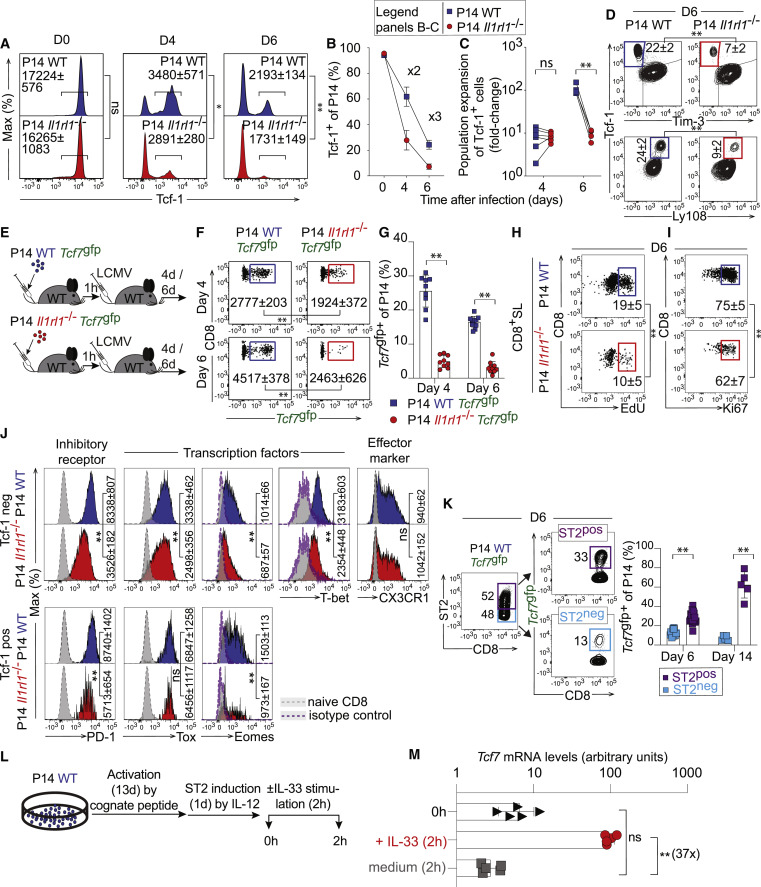 IL-33信號(hào)傳導(dǎo)促進(jìn)CD8+T細(xì)胞Tcf-1表達(dá)