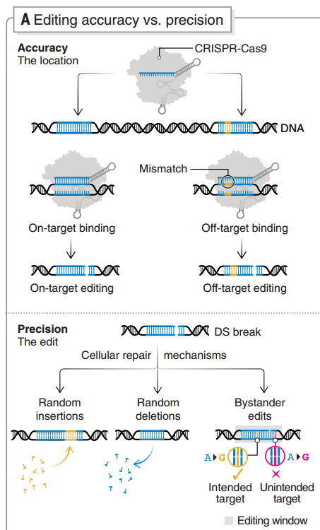 基因編輯特異性和準(zhǔn)確性