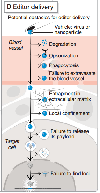 CRISPR 遞送過(guò)程