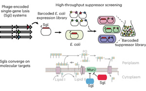 一個(gè)全新的抗生素世界！Nature子刊報(bào)道單個(gè)噬菌體蛋白特性研究新方法