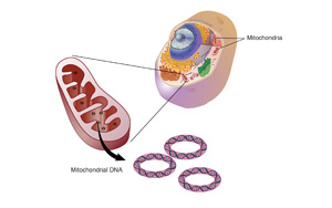 研究發(fā)現(xiàn)，這種“升級版”輔酶Q10能逆轉(zhuǎn)HIV引起的器官損傷