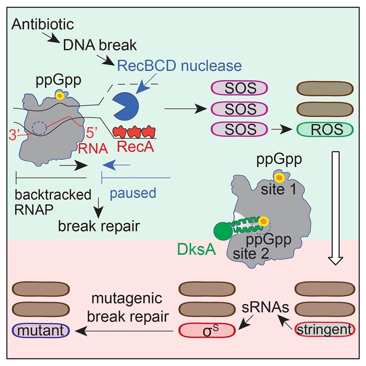 ppGpp與RNA聚合酶（RNAP）在兩個位點(diǎn)的結(jié)合