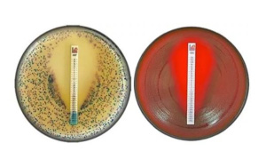 藥敏試紙生產(chǎn)用原料