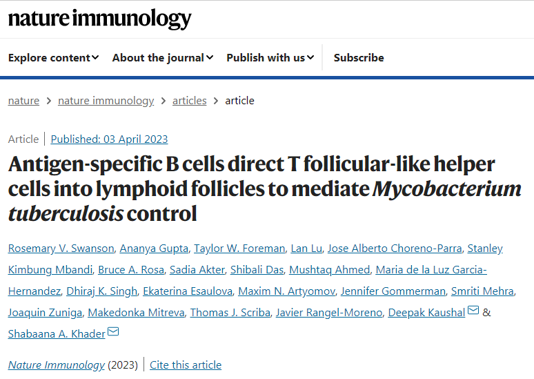芝加哥大學和圣路易斯華盛頓大學的科學家們表明免疫細胞B細胞在免疫過程中的作用