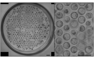 《Nature Protocols》：新突破！能夠模擬人類胚胎植入的模型