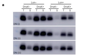 新生蛋白質(zhì)和隨機(jī)產(chǎn)生的蛋白質(zhì)有什么不同？