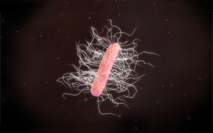 艱難梭菌免疫檢測相關抗原抗體