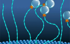 科學(xué)家發(fā)現(xiàn)了一類新的“分子馬達(dá)”