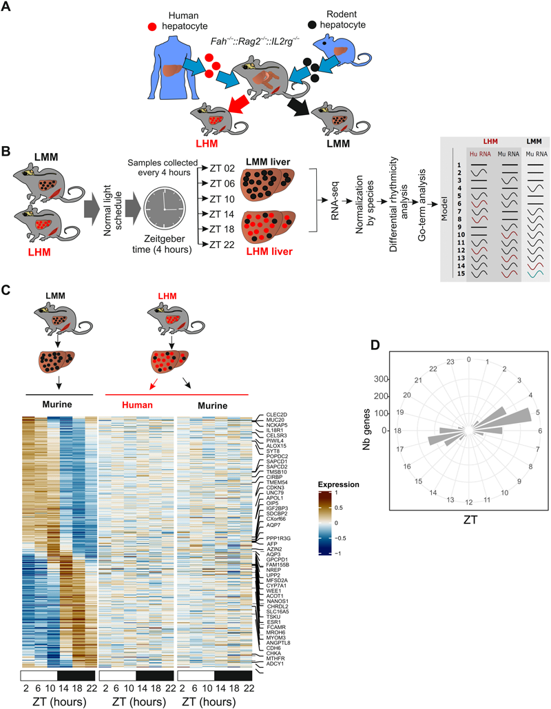 人肝細(xì)胞的移植影響肝臟節(jié)律性基因的表達