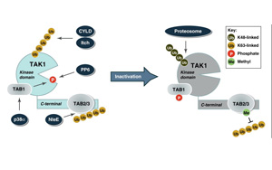 新發(fā)現(xiàn)減緩了肌肉萎縮癥