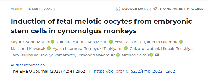 新研究成功地從食蟹猴的胚胎干細胞中誘導(dǎo)了減數(shù)分裂(分裂)卵母細胞