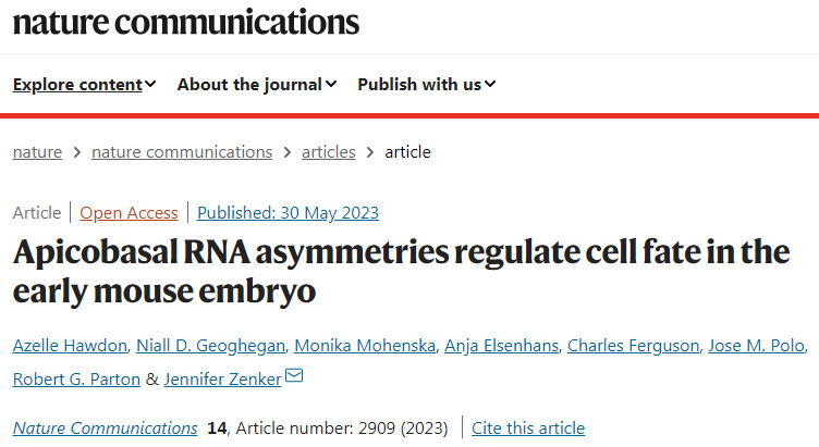 研究人員利用創(chuàng)新成像技術描述了哺乳動物胚胎發(fā)育的關鍵時刻