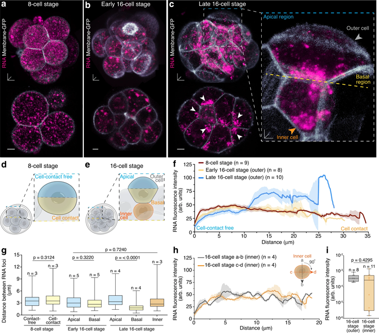 活的16細胞期小鼠胚胎外細胞中頂端至基礎RNA梯度