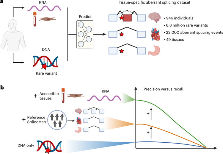 研究設(shè)計(jì)和主要發(fā)現(xiàn)